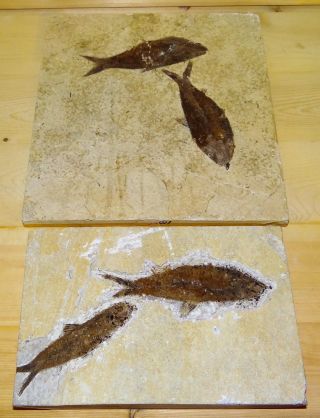 Set Of Two Fossil Fish Rocks