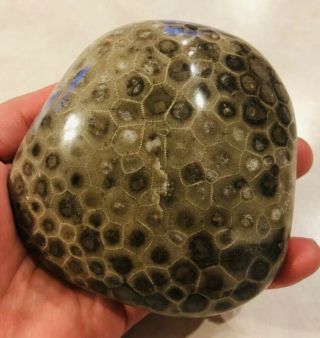 Petoskey Stone Ultragloss Finish 1lb 14oz,  11” Circumference