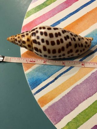 Large Scaphella Junonia Volute Voluta Seashell Florida 4 1/2 Inches
