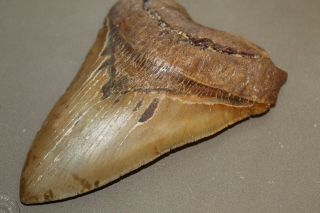 MEGALODON Fossil Giant Shark Teeth Natural Large 5.  99 