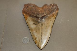 MEGALODON Fossil Giant Shark Teeth Natural Large 5.  99 