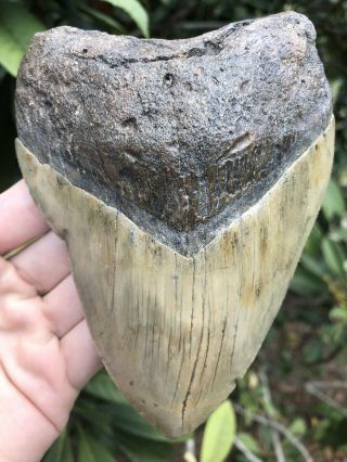 Huge Solid 5.  40” Megalodon Tooth Fossil Shark Teeth