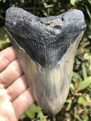 Huge 5.  01” Megalodon Tooth Fossil Shark Teeth