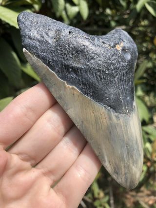 Huge 5.  01” Megalodon Tooth Fossil Shark Teeth 2
