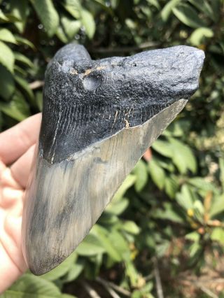 Huge 5.  01” Megalodon Tooth Fossil Shark Teeth 3