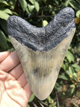 Huge 5.  01” Megalodon Tooth Fossil Shark Teeth 4