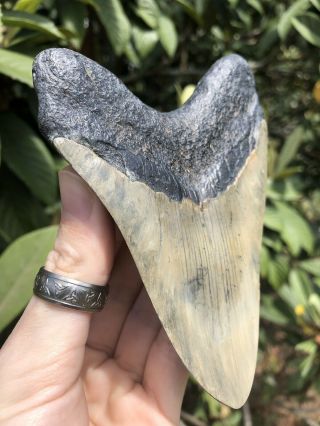 Huge 5.  01” Megalodon Tooth Fossil Shark Teeth 5