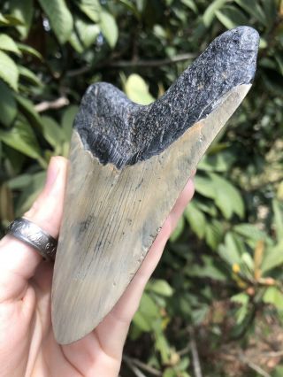 Huge 5.  01” Megalodon Tooth Fossil Shark Teeth 6