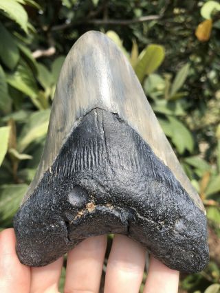 Huge 5.  01” Megalodon Tooth Fossil Shark Teeth 7