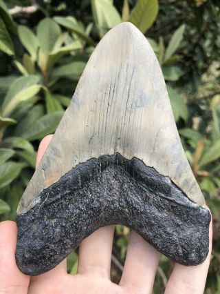 Huge 5.  01” Megalodon Tooth Fossil Shark Teeth 8