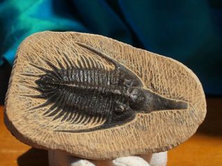 Rare High Detail Devonian Trilobite Fossil 4.  25 Inches