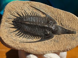 Rare High Detail Devonian TRILOBITE Fossil 4.  25 Inches 2