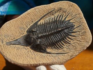 Rare High Detail Devonian TRILOBITE Fossil 4.  25 Inches 3