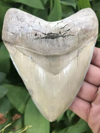 Huge 4.  96 " Megalodon Tooth From The Lee Creek Mine Aurora Nc Fossil Shark Teeth