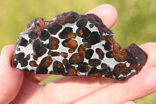 Sericho Meteorite Pallasite From Kenya Full Slice 29.  7 Grams