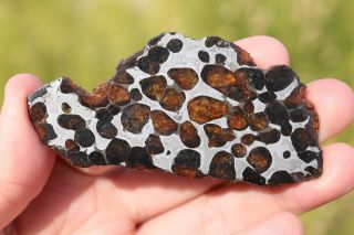 Sericho meteorite pallasite from Kenya full slice 29.  7 grams 2