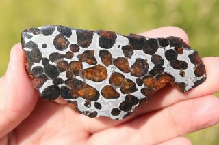Sericho meteorite pallasite from Kenya full slice 29.  7 grams 3
