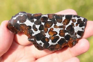 Sericho meteorite pallasite from Kenya full slice 29.  7 grams 4