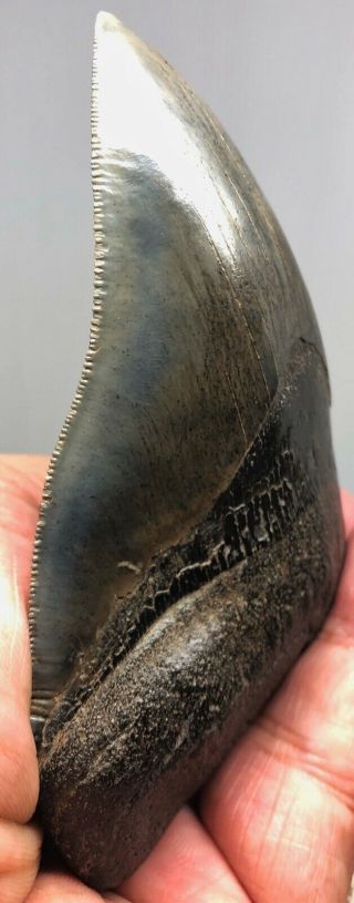 Large Museum Quality Highly Pathological Megalodon Fossil Shark Tooth