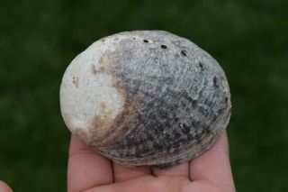 Fossil Haliotis Cracherodii Black Abalone Pleistocene Rare Peska California