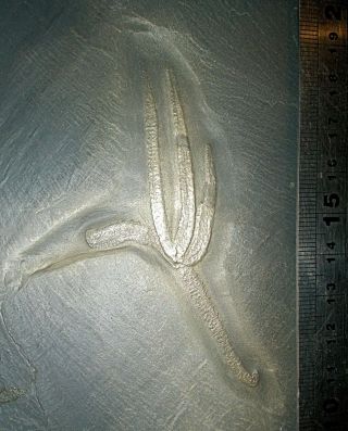 Fine and rare complete 8.  5cm Urasterella verruculosa: Lower Devonian,  Bundenbach 3