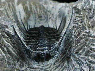 Leonaspis Haddanei Trilobite Fossil Morocco Devonian Age 400 Million Years Ago