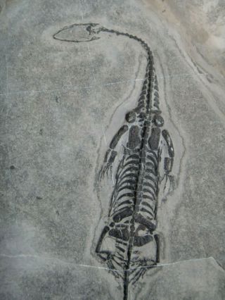 Huge Keichousaurus Real Reptile Fossil,  Toes And Tail 1 Repair