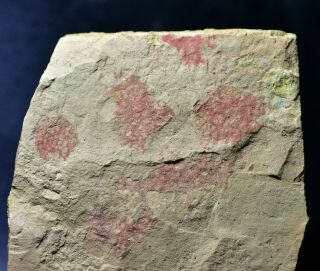 Rare Crumillospongia Biporosa Sponge Fossils Guanshan Biota,  Lower Cambrian
