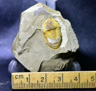 Perfect GORGEOUS Illaenus sp Trilobite,  Shihtien Fm,  Middle Ordovician 2