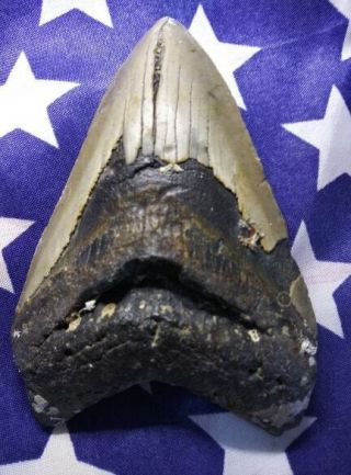 4.  33 " Extinct Megalodon Shark Tooth Fossil 100 Authentic