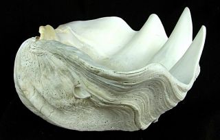 Antique Giant Clam Shell Seashell Many Layers Shape
