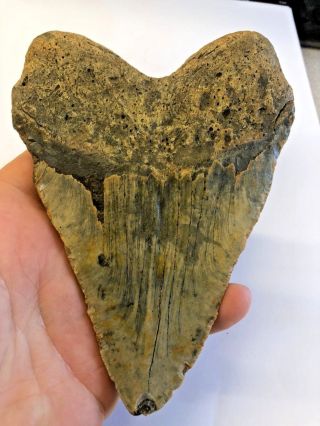 7 Massive Huge 6 1/8 " Megalodon Giant Shark Tooth Teeth Extinct Fossil Megladon