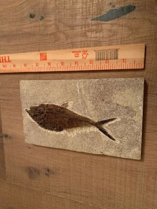 Large Knightia Eocaena Fossil Fish Plate 8 1/2 X 4 3/4 X 1/2