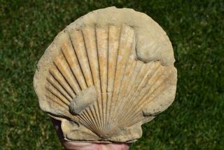 Fossil Patinopecten Caurinus Pliocene California Large Peska Pecten Chlamys