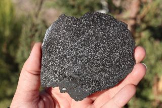 Impact Melt Meteorite Nwa Full Slice 66.  9 Grams Under Classification