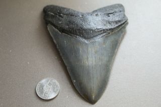 Megalodon Fossil Giant Shark Teeth Ocean No Repair 4.  67 " Huge Museum Quality