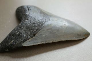 MEGALODON Fossil Giant Shark Teeth Ocean No Repair 4.  67 