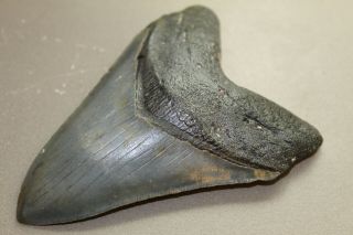 MEGALODON Fossil Giant Shark Teeth Ocean No Repair 4.  67 