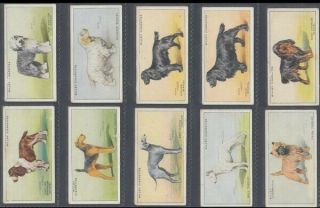 CIGARETTE CARD SET W.  D & H.  O WILLS LTD,  DOGS 1937 (ID:984/AD180) 3