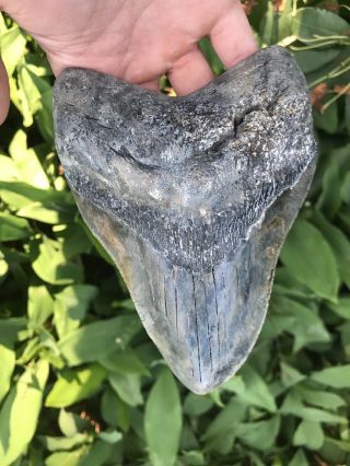 Huge Funky 6.  35 " Megalodon Tooth Over 1 Pound Fossil Shark Teeth