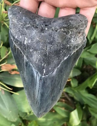 Huge 5.  32 " Megalodon Tooth Fossil Shark Teeth
