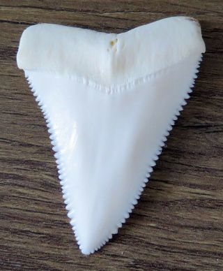 2.  166 " Upper Principle Nature Modern Great White Shark Tooth (teeth)