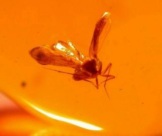 Insect With Water Bubble On Its Wing In Authentic Dominican Amber Fossil