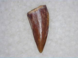 Coelophysis Tooth 02 - Bull Canyon Fm,  Triassic Age Dinosaur Fossil
