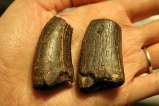 2 Dinosaur Daspletosaurus Fossil Tooth Judith River Formation,  Montana,  Usa