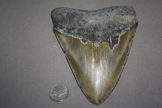 Megalodon Fossil Giant Shark Teeth All Natural Large 5.  64 " Huge Tooth