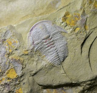 Ultra Rare Palaeolenus Longispinus Trilobite Guanshan Biota,  Lower Cambrian