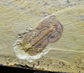 Naraoia Spinosa Arthropod Early Cambrian Maotianshan Shales