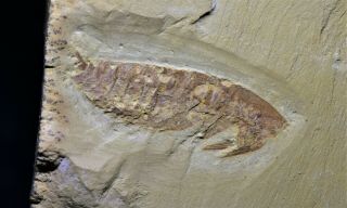 Leanchoilia W.  Eye And Appendages Early Cambrian,  Maotianshan Shales