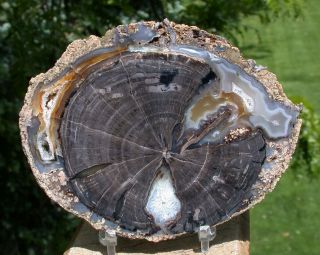 Sis: Incredible Perfect Blue Forest Petrified Wood Round - Blue Agate